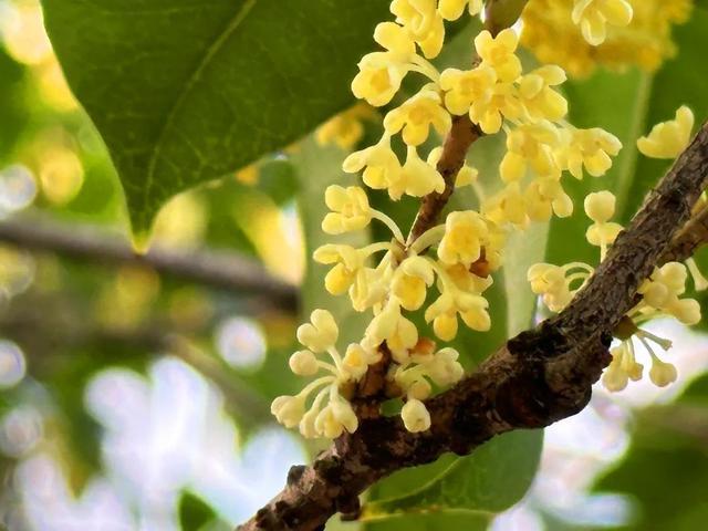 香了香了闵行这里的桂花，开了