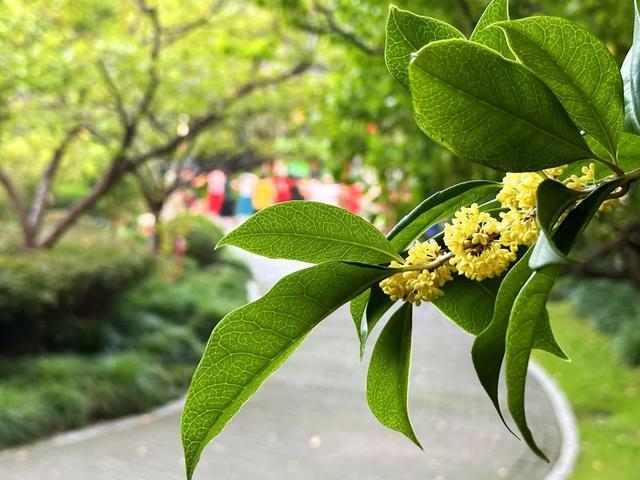 香了香了闵行这里的桂花，开了