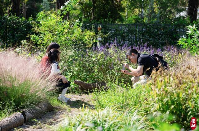 崇明这处“秘密花园”，你来了吗？