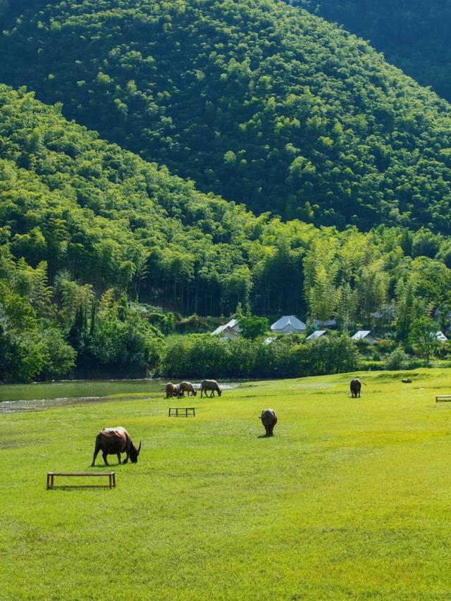 古道、茶园、山野……去安吉享受一次绿色之旅丨乐游长三角