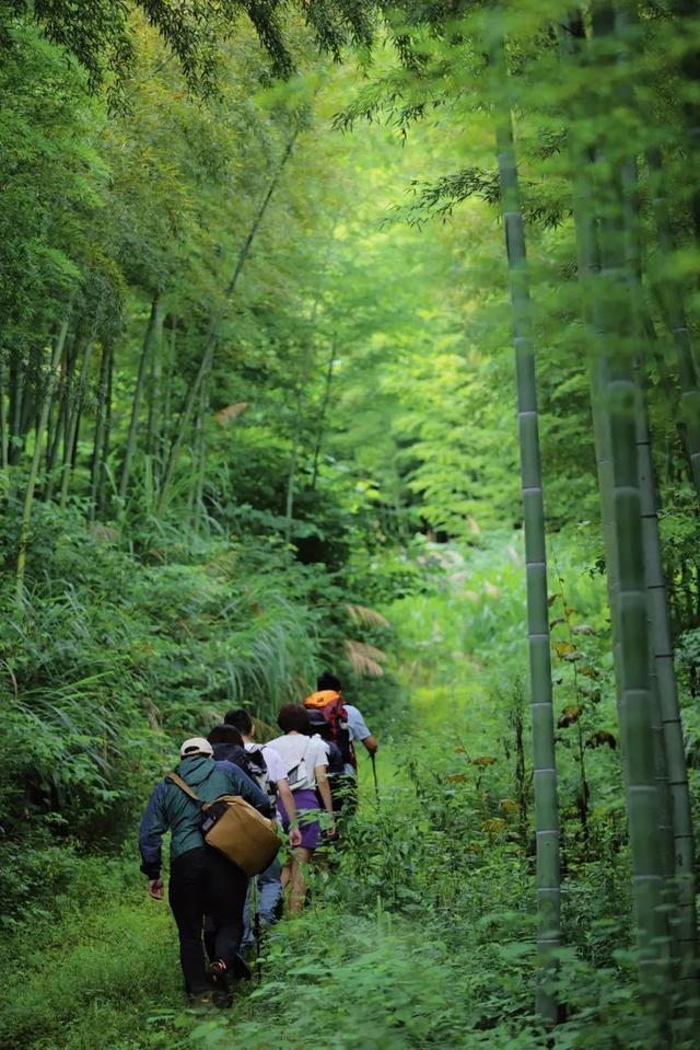 古道、茶园、山野……去安吉享受一次绿色之旅丨乐游长三角