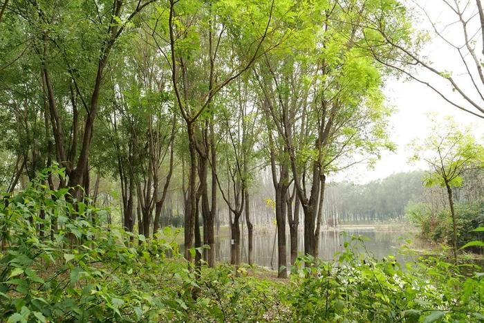 又到观鸟季，带上镜头去东郊湿地公园（顺义园）邂逅诗意秋天~