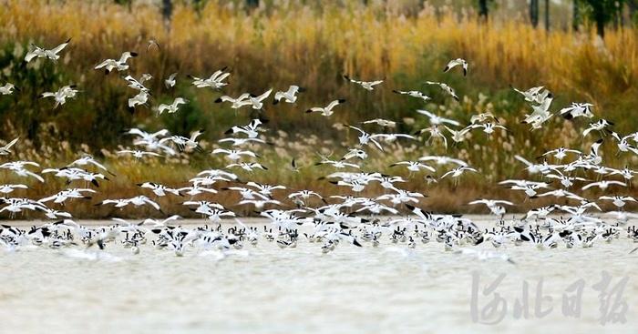 沿着这条海岸线，解锁河北的滨海浪漫→