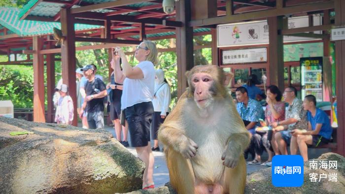 “很好玩！” 境外游客爱上陵水南湾猴岛