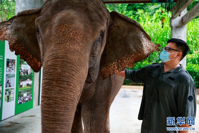 世界上最大的动物是大象吗 w700d1q75cms.jpg?by=cms_fixed_width