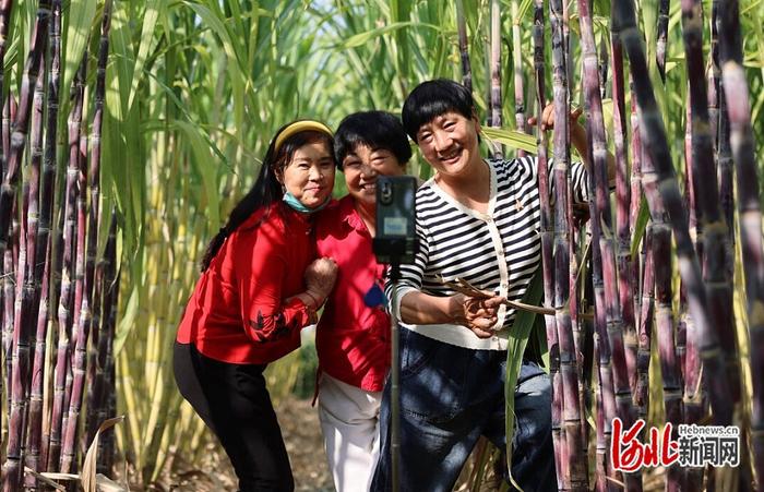 10月2日,游客们在临漳县杜城营村甘蔗种植基地打卡留念。 河北日报记者 陈正摄