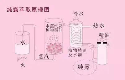 玫瑰花水可做爽肤水、喷喷、香水、喷雾...一瓶多用，你学会了吗？