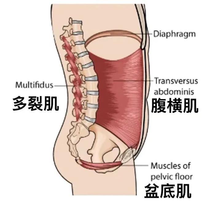 1 个坐着就能瘦小肚子的好方法，不知道真的亏大了！