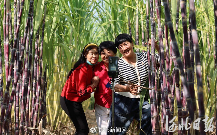 10月2日,游客们在临漳县杜城营村甘蔗种植基地打卡留念。河北日报记者陈正摄