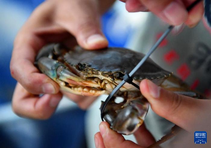 盐碱地变“海鲜池”——黄河故道里的水产丰收季