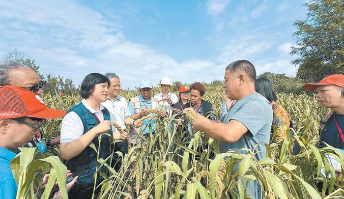 鼓励世界各地学种中国“沁州黄”