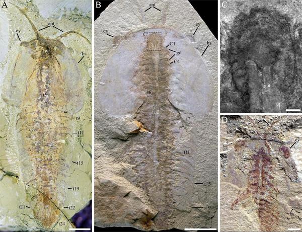 云南大学科研团队研究揭示澄江生物群中奇丽灰姑娘虫精细形态学