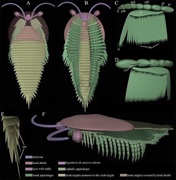 云南大学科研团队研究揭示澄江生物群中奇丽灰姑娘虫精细形态学