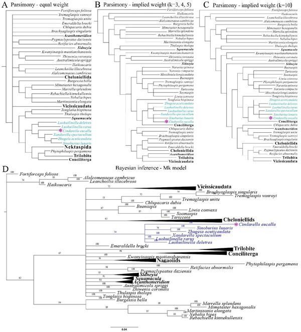 云南大学科研团队研究揭示澄江生物群中奇丽灰姑娘虫精细形态学