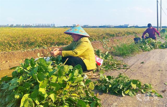 又是一年好“丰”景｜“菜篮子”“米袋子”收获满满