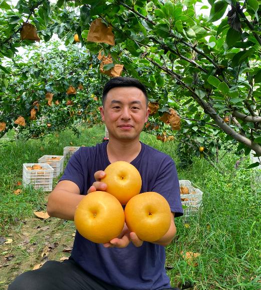 脆、润、甜，这颗巨多汁的秋月梨，一定要试试！