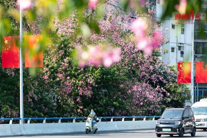 “一片粉嫩、一片金黄” 柳州秋日图景让人眼前一亮