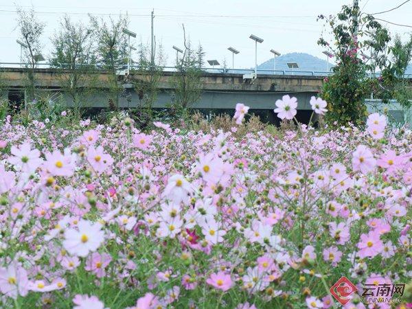 藏在小渔村的“莫奈花园”