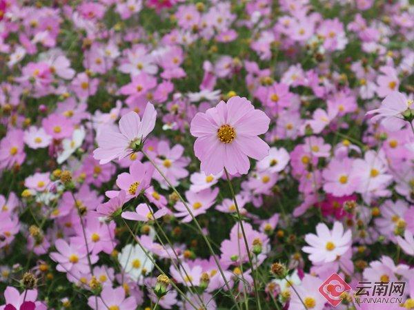 藏在小渔村的“莫奈花园”