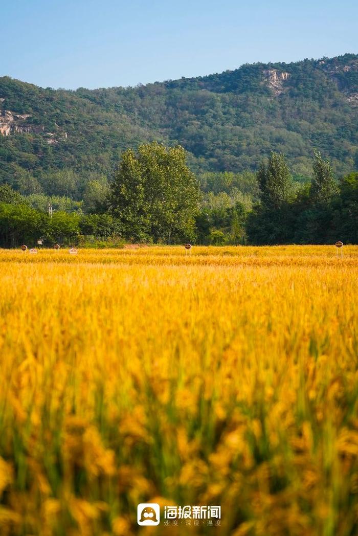 又“稻”一年好“丰”景 日照这里有片绝美稻田