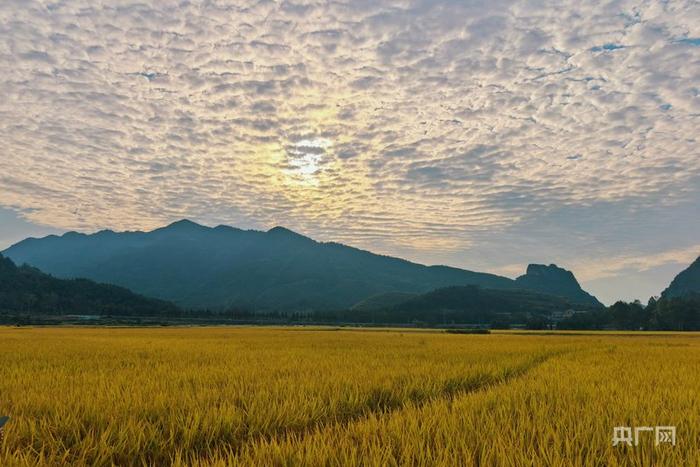 秋收“丰”景｜在希望的田野奏响晚稻丰收曲