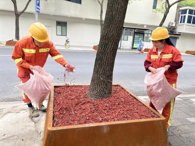 原地升级！运光路行道树喜提“新居”