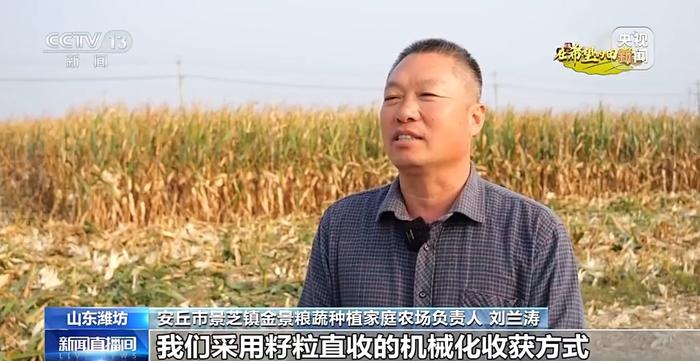 北玉米南水稻 藜麦也来凑热闹 共绘金秋好“丰”貌🌾🌽🥗