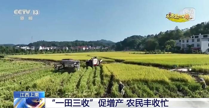 北玉米南水稻 藜麦也来凑热闹 共绘金秋好“丰”貌🌾🌽🥗