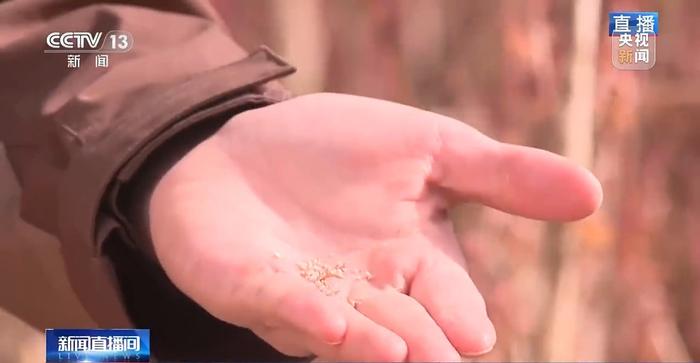 北玉米南水稻 藜麦也来凑热闹 共绘金秋好“丰”貌🌾🌽🥗