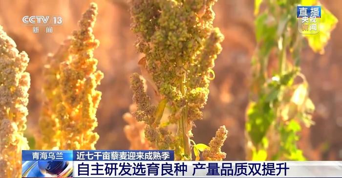 北玉米南水稻 藜麦也来凑热闹 共绘金秋好“丰”貌🌾🌽🥗