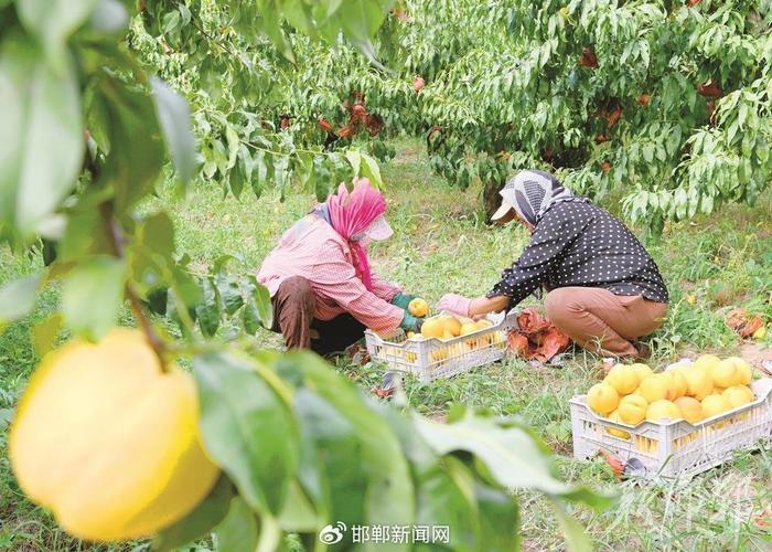 农旅共舞 田园织梦——丛台区推进特色种植乡村观光融合发展