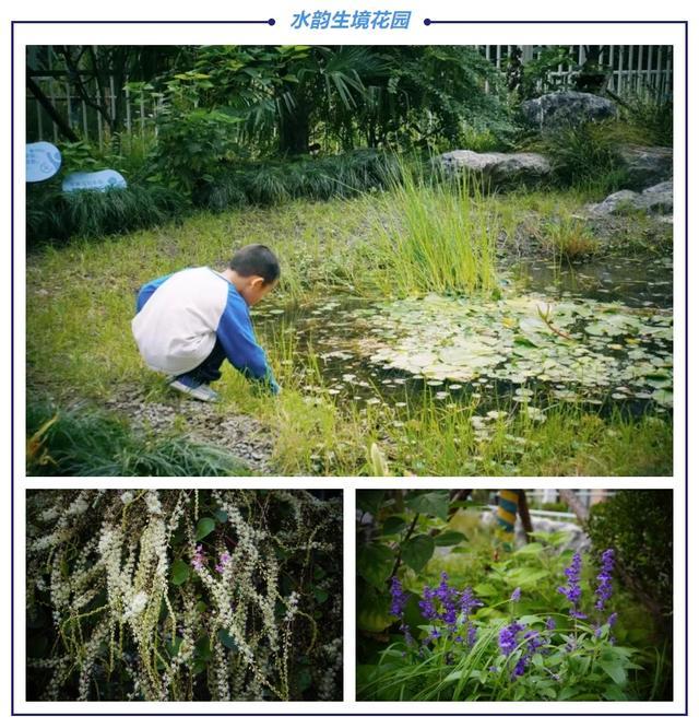 水韵生境花园多了一道别样的风景线……