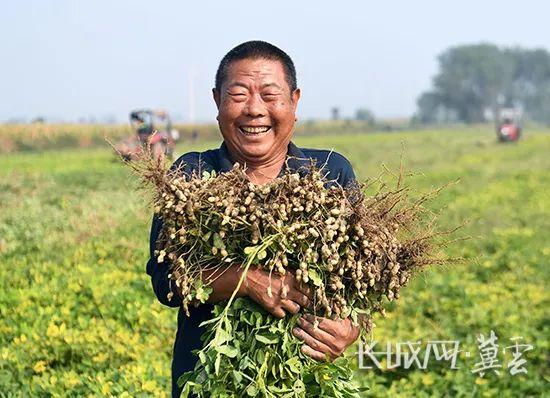 大城：花生收获正当时