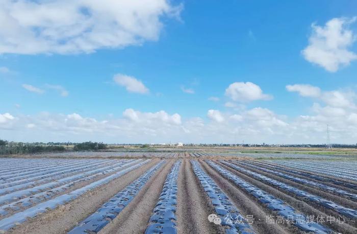 临高今冬明春计划种植冬季瓜菜20万亩