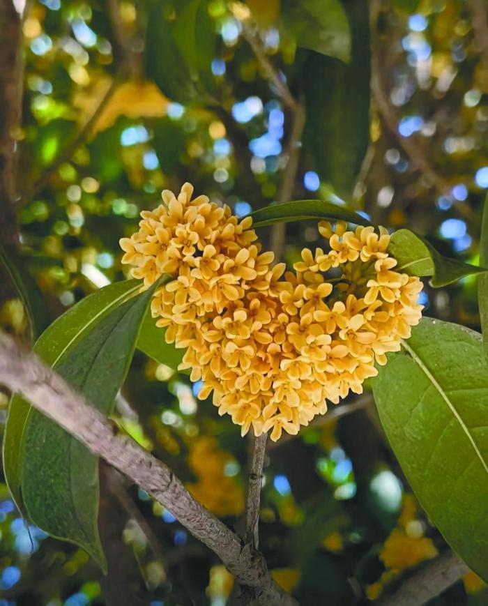 重庆的秋 桂花味的