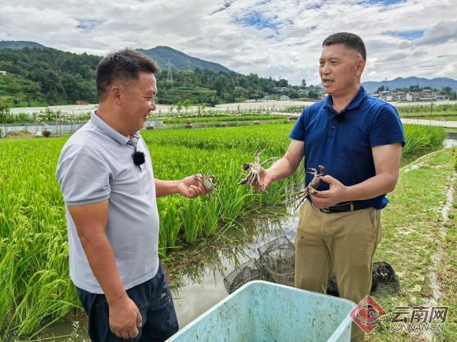 保山龙陵：“稻鱼”种养助力群众增收致富