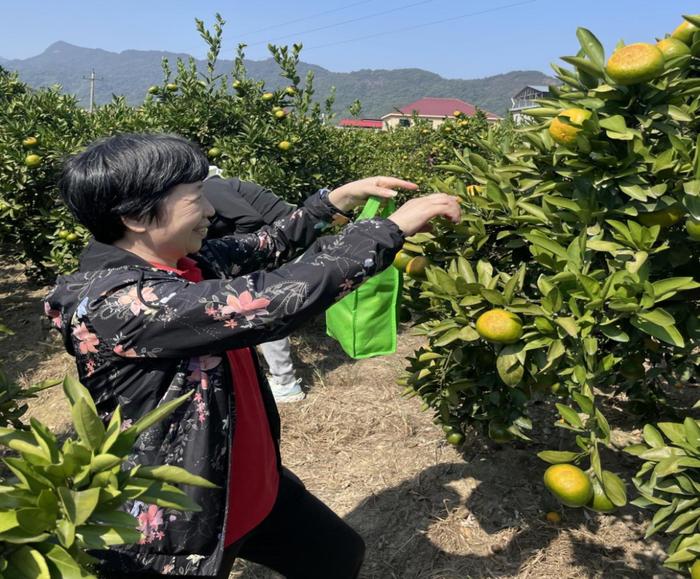 金秋重阳，情暖人心！九江七中退休教师开启瑶池湾橘香之旅