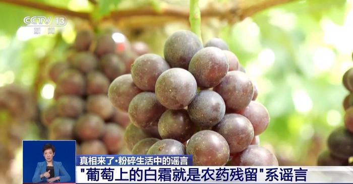 螃蟹有“针眼”是被打了东西？葡萄上的白霜是农药残留？真相来了→