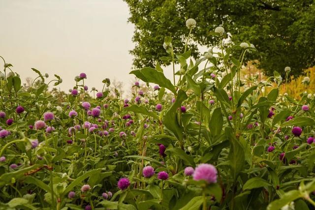 共青森林公园东门花海进入初花期啦！预计2周后迎来盛花期