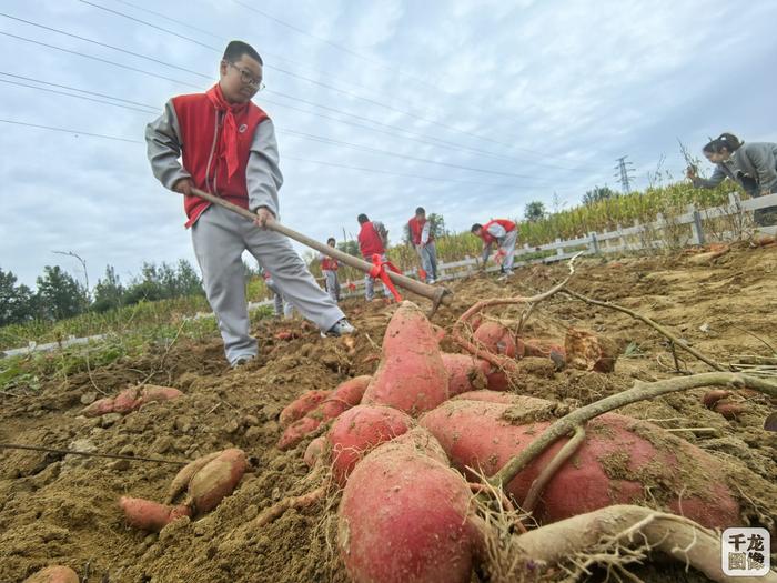 薯香满田园 北京平谷夏各庄第六届红薯文化节开幕