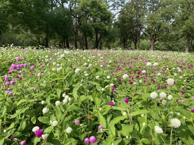 共青森林公园东门花海进入初花期啦！预计2周后迎来盛花期