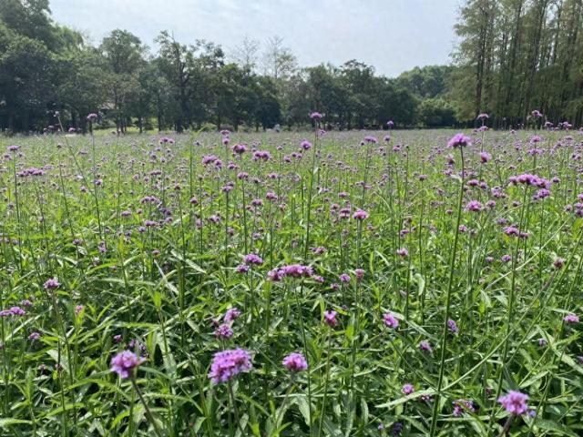 共青森林公园东门花海进入初花期啦！预计2周后迎来盛花期