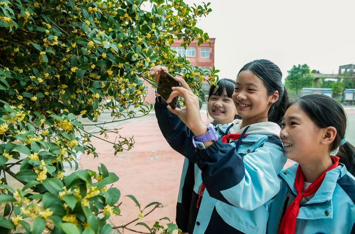 桂花清香溢校园