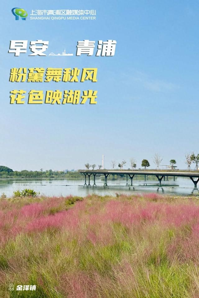 早安青浦｜粉黛舞秋风，花色映湖光