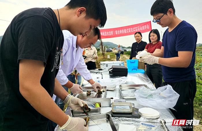 红视频丨湘潭市开展“莲虾综合种养”试验 助农增收