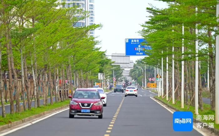 长新枝、开花……海口街头植被“绿色重生”