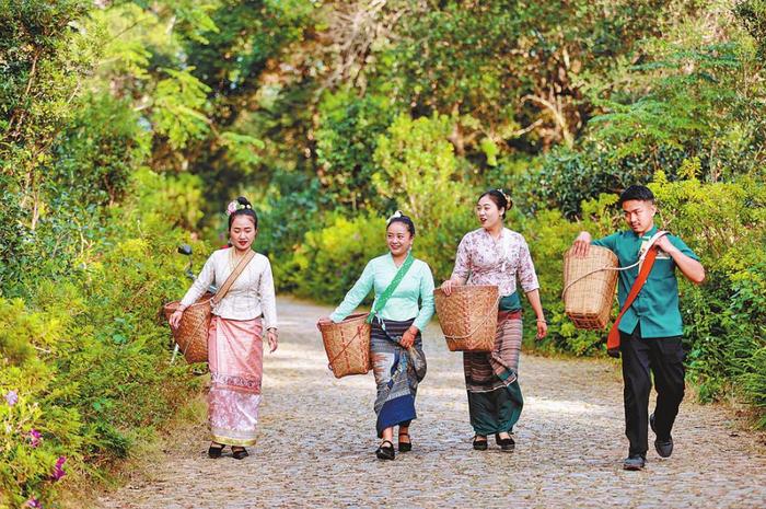 普洱景迈山古茶林文化景观—— 赓续人文根脉 厚植绿色家底