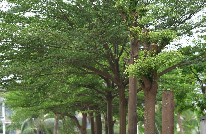 长新枝、开花……海口街头植被“绿色重生”