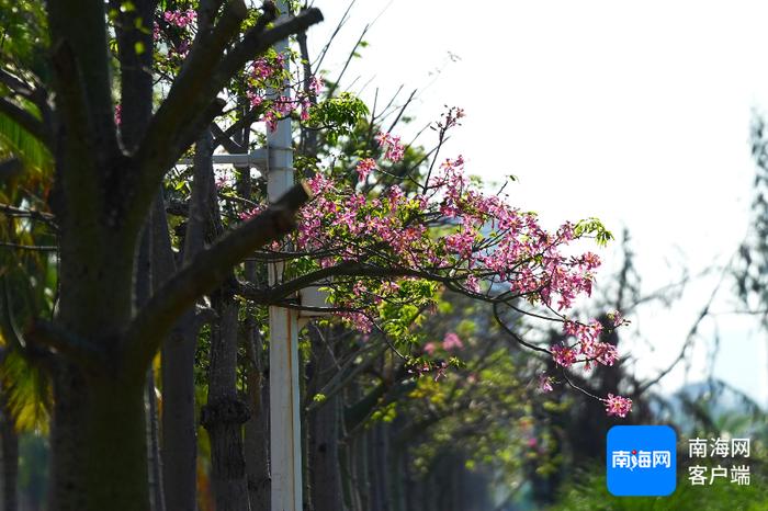 长新枝、开花……海口街头植被“绿色重生”