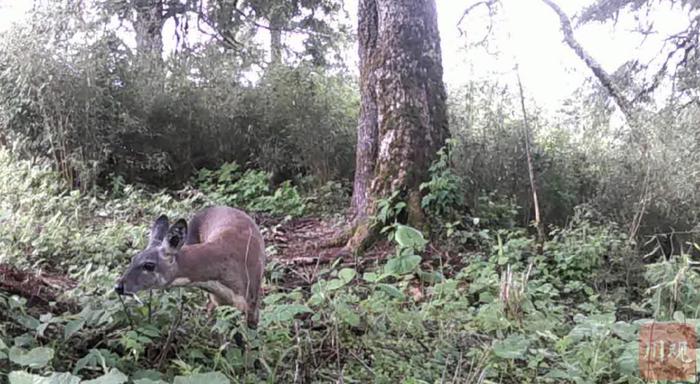 C视频丨大熊猫领衔 珍稀动物在松潘频频“出镜”